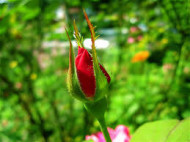Closed Rose bud